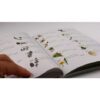 El llibre de les plantes silvestres comestibles 2 (Llibre)