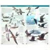 Cetacis, tortugues, grans peixos pelàgics i ocells marins i costaners de Catalunya (Llibre)